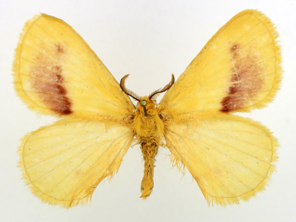 /filer/webapps/moths/media/images/R/rosea_Stenoglene_AM_Basquin_02.jpg