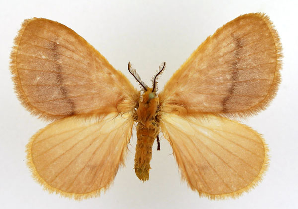 /filer/webapps/moths/media/images/R/rosea_Stenoglene_AM_Basquin_03.jpg