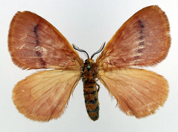 /filer/webapps/moths/media/images/R/rosea_Stenoglene_AM_Basquin_04.jpg