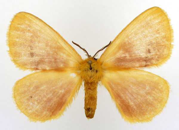 /filer/webapps/moths/media/images/R/rosea_Stenoglene_AM_Basquin_05.jpg