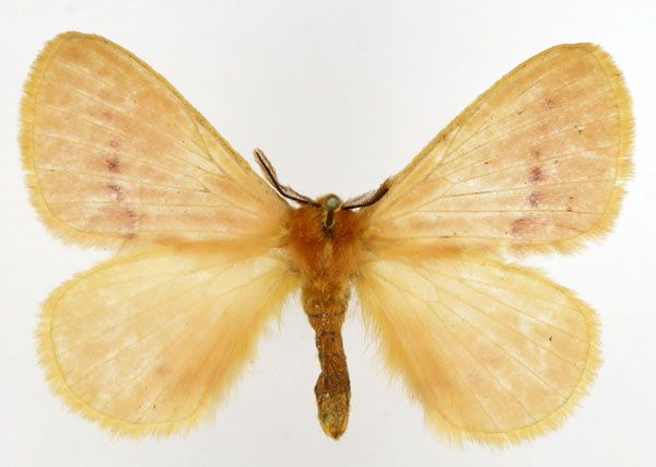 /filer/webapps/moths/media/images/R/rosea_Stenoglene_AM_Basquin_06.jpg
