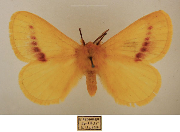 /filer/webapps/moths/media/images/R/rosea_Stenoglene_AM_TMSA_01.jpg