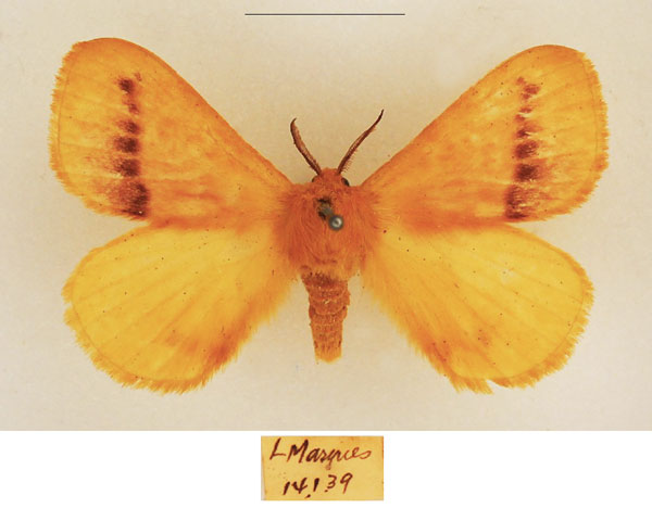 /filer/webapps/moths/media/images/R/rosea_Stenoglene_AM_TMSA_02.jpg