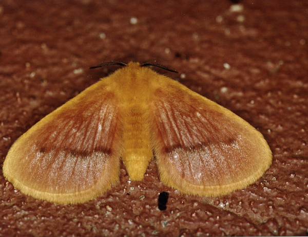 /filer/webapps/moths/media/images/R/rosea_Stenoglene_A_Roland_01.jpg