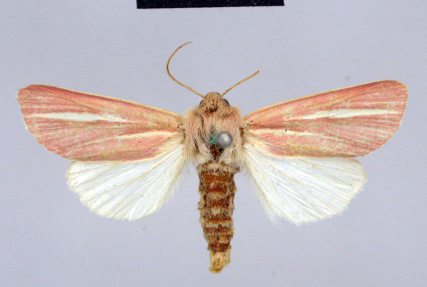 /filer/webapps/moths/media/images/R/rosea_Timora_LT_ZMHB.jpg