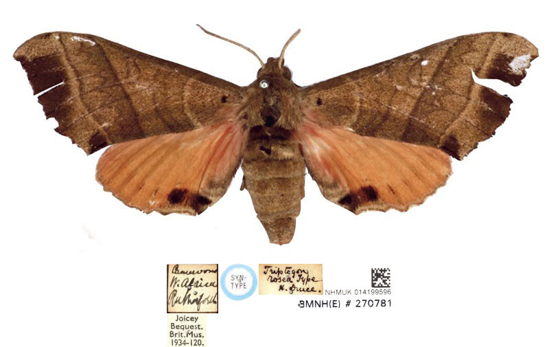 /filer/webapps/moths/media/images/R/rosea_Triptogon_LT_BMNHa.jpg