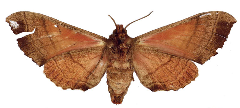 /filer/webapps/moths/media/images/R/rosea_Triptogon_LT_BMNHb.jpg