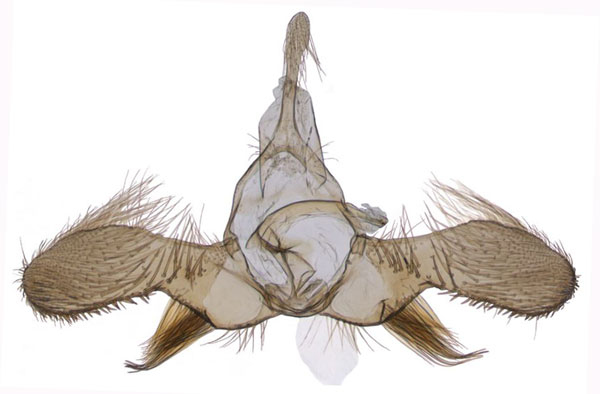 /filer/webapps/moths/media/images/R/rosea_Ubawamzuri_GMHT_NHMO_2279.jpg
