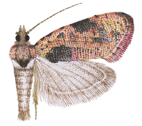 /filer/webapps/moths/media/images/R/rosea_Ubawamzuri_HT_NHMO.jpg