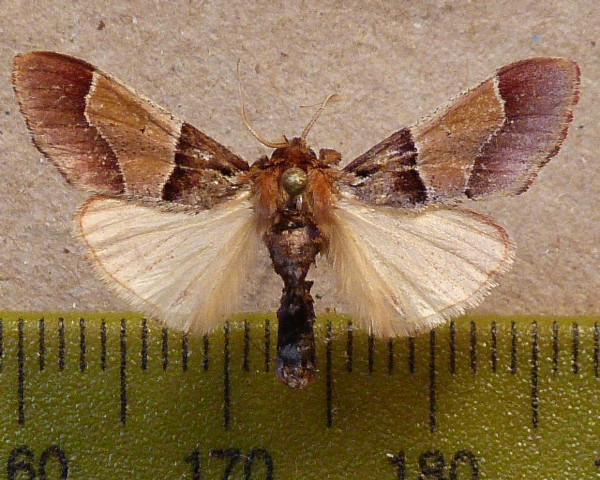 /filer/webapps/moths/media/images/R/rosealis_Sacada_A_Butler_02.JPG