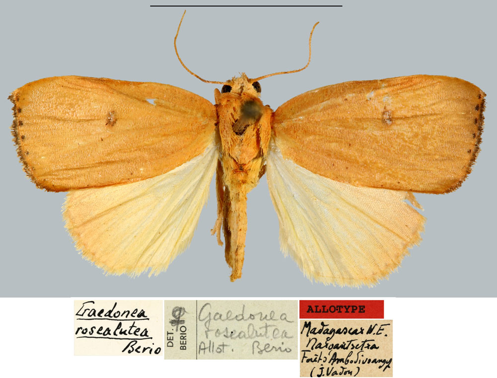 /filer/webapps/moths/media/images/R/rosealutea_Gaedonea_AT_MNHN.jpg