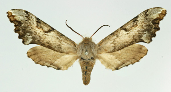 /filer/webapps/moths/media/images/R/roseicornis_Poliodes_AF_Basquin.jpg