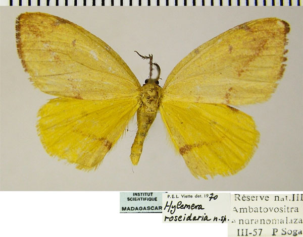 /filer/webapps/moths/media/images/R/roseidaria_Hylemera_AM_ZSMa.jpg