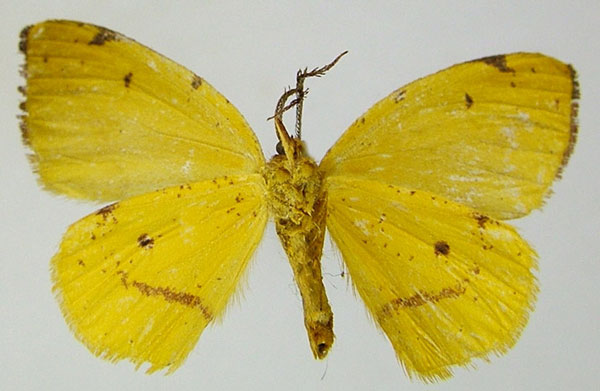 /filer/webapps/moths/media/images/R/roseidaria_Hylemera_AM_ZSMb.jpg