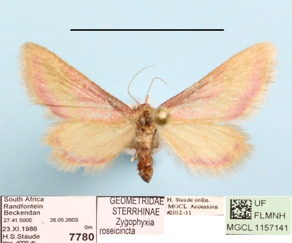 /filer/webapps/moths/media/images/R/roseiocincta_Zygophyxia_A_MGCLa_01.JPG