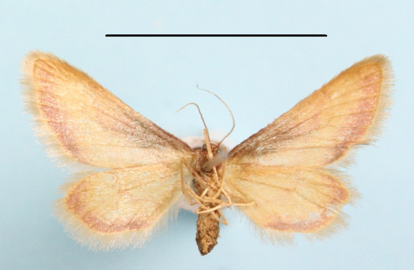 /filer/webapps/moths/media/images/R/roseiocincta_Zygophyxia_A_MGCLb_01.JPG
