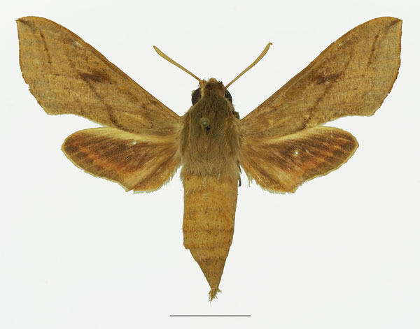 /filer/webapps/moths/media/images/R/roseipennis_Hippotion_AF_Basquina.jpg