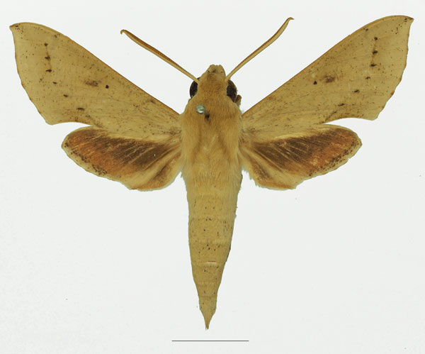 /filer/webapps/moths/media/images/R/roseipennis_Hippotion_AM_Basquin_02a.jpg