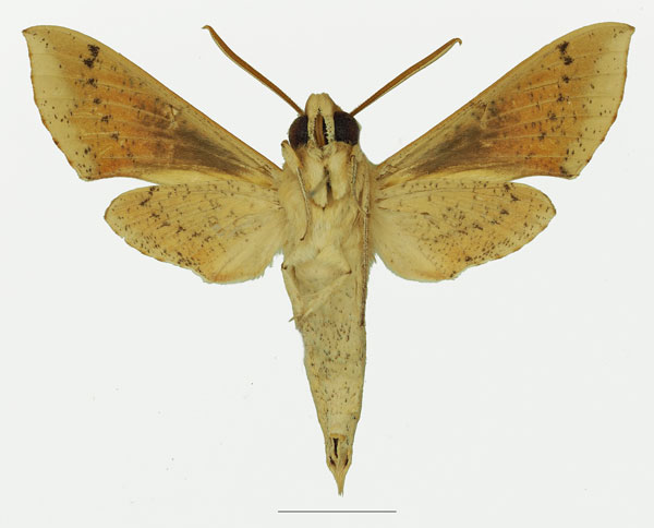 /filer/webapps/moths/media/images/R/roseipennis_Hippotion_AM_Basquin_02b.jpg