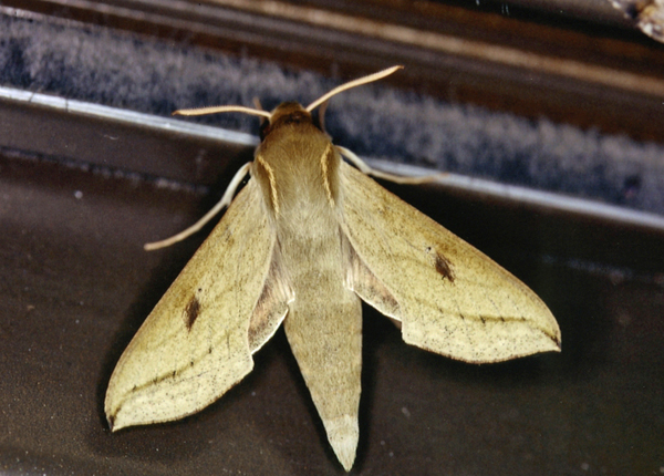 /filer/webapps/moths/media/images/R/roseipennis_Hippotion_A_Roland_07.jpg