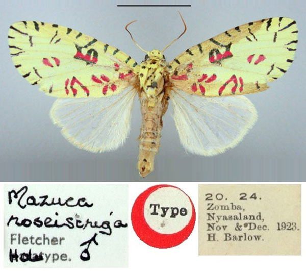 /filer/webapps/moths/media/images/R/roseistriga_Mazuca_HT_BMNH.jpg