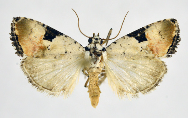/filer/webapps/moths/media/images/R/roseitincta_Hiccoda_AM_NHMO.jpg