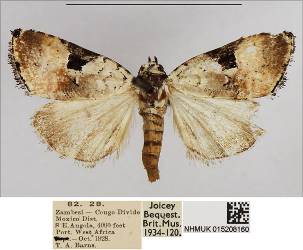 /filer/webapps/moths/media/images/R/roseitincta_Hiccoda_AM_NHMUK.jpg