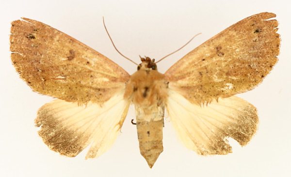/filer/webapps/moths/media/images/R/roseitincta_Hypanua_AF_TMSA_01.jpg