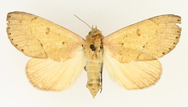 /filer/webapps/moths/media/images/R/roseitincta_Hypanua_AF_TMSA_02.jpg