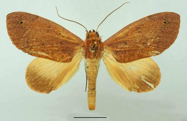 /filer/webapps/moths/media/images/R/roseitincta_Hypanua_AM_Basquin.jpg