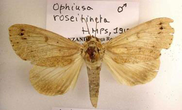 /filer/webapps/moths/media/images/R/roseitincta_Hypanua_AM_Darge.jpg