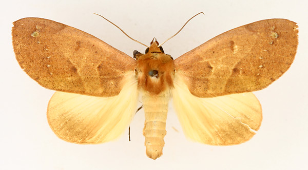 /filer/webapps/moths/media/images/R/roseitincta_Hypanua_AM_TMSA_01.jpg