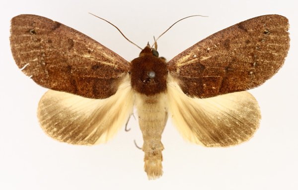 /filer/webapps/moths/media/images/R/roseitincta_Hypanua_AM_TMSA_02.jpg