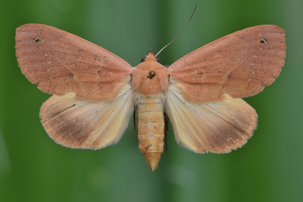 /filer/webapps/moths/media/images/R/roseitincta_Hypanua_A_Butler.jpg