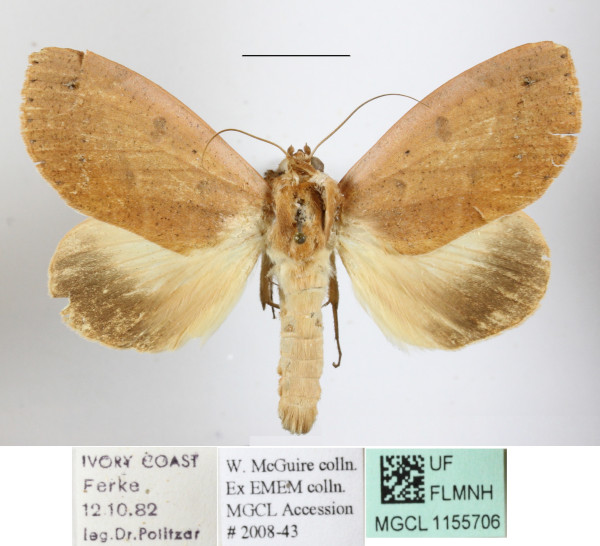 /filer/webapps/moths/media/images/R/roseitincta_Hypanua_A_MGCLa_01.JPG