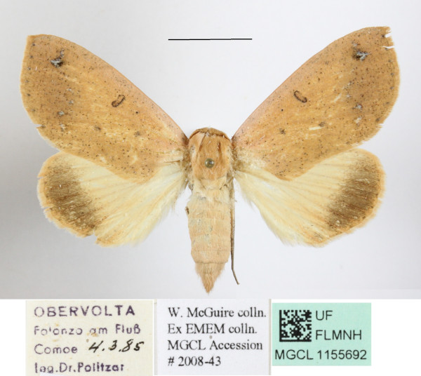 /filer/webapps/moths/media/images/R/roseitincta_Hypanua_A_MGCLa_02.JPG