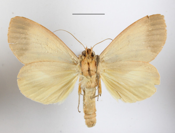 /filer/webapps/moths/media/images/R/roseitincta_Hypanua_A_MGCLb_01.JPG