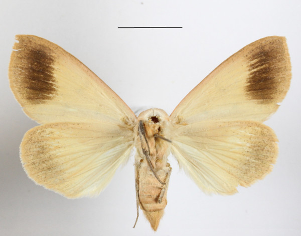 /filer/webapps/moths/media/images/R/roseitincta_Hypanua_A_MGCLb_02.JPG