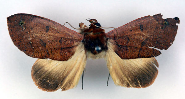 /filer/webapps/moths/media/images/R/roseitincta_Hypanua_A_RMCA.jpg
