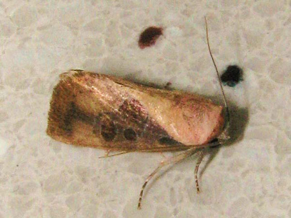 /filer/webapps/moths/media/images/R/roseitincta_Westermannia_A_Goff_02.jpg