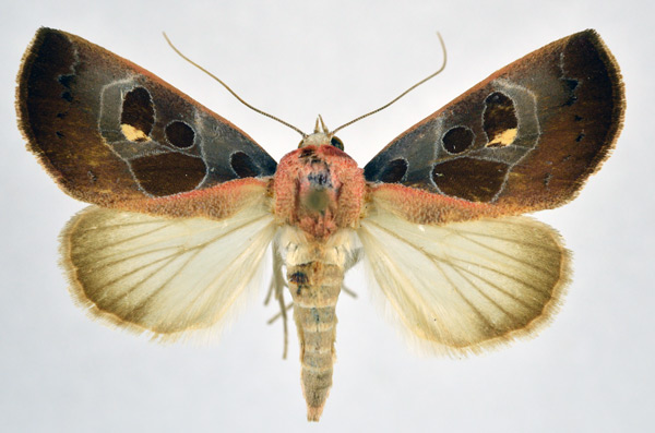 /filer/webapps/moths/media/images/R/roseitincta_Westermannia_A_NHMO.jpg