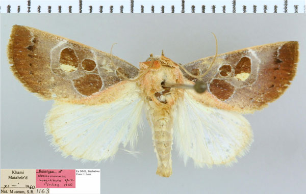 /filer/webapps/moths/media/images/R/roseitincta_Westermannia_HT_NMB.jpg