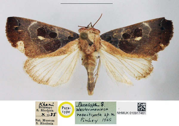 /filer/webapps/moths/media/images/R/roseitincta_Westermannia_PTF_NHMUK.jpg