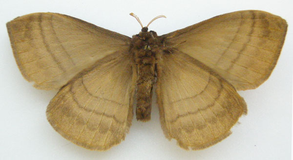 /filer/webapps/moths/media/images/R/roseobrunnea_Hoplojana_STM_NHMUKb.jpg