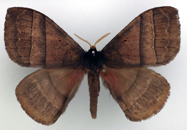 /filer/webapps/moths/media/images/R/roseobrunnea_Rhodopteriana_AM_Basquin.jpg
