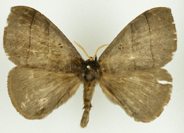 /filer/webapps/moths/media/images/R/roseobrunnea_Rhodopteriana_AM_NHMO.jpg
