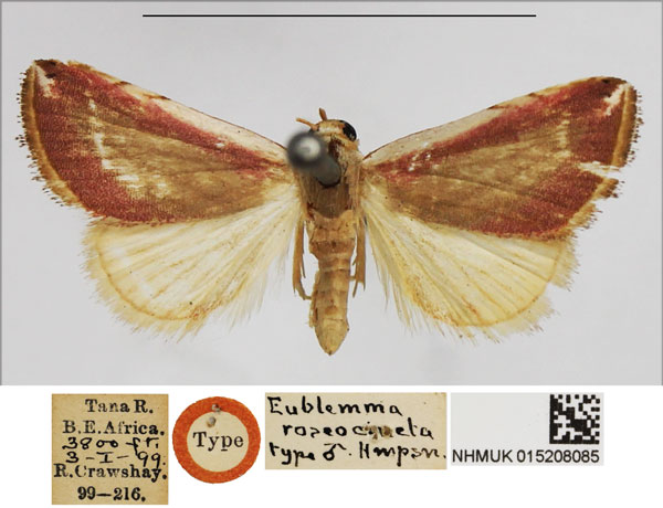 /filer/webapps/moths/media/images/R/roseocincta_Eublemma_HT_NHMUK.jpg