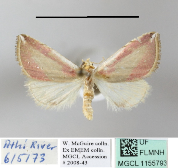 /filer/webapps/moths/media/images/R/roseocincta_Honeyiana_A_MGCLa_01.JPG