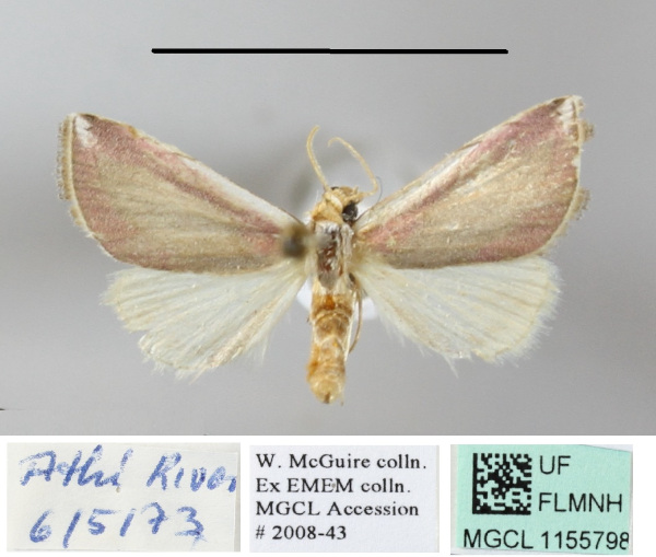 /filer/webapps/moths/media/images/R/roseocincta_Honeyiana_A_MGCLa_02.JPG