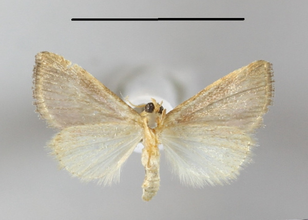 /filer/webapps/moths/media/images/R/roseocincta_Honeyiana_A_MGCLb_01.JPG